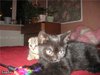 Черный БРИТАНСКИЙ кот, т +7(495)733-6422