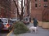 После Рождества и Нового года на улицах много выброшенных елок