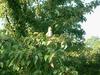 Стэмфорд, попугаи в Cove Park (1)