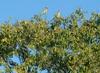 Стэмфорд, попугаи в Cove Park (3)